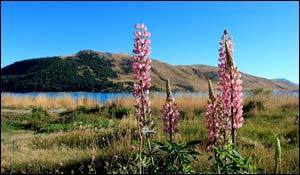 Бизнес в Новой Зеландии